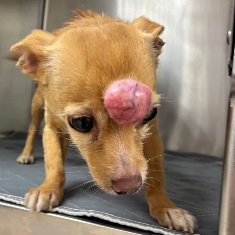 Henessy is a Chihuahua.