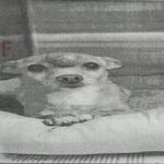 Henessy is a Chihuahua.