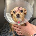 Henessy is a Chihuahua.