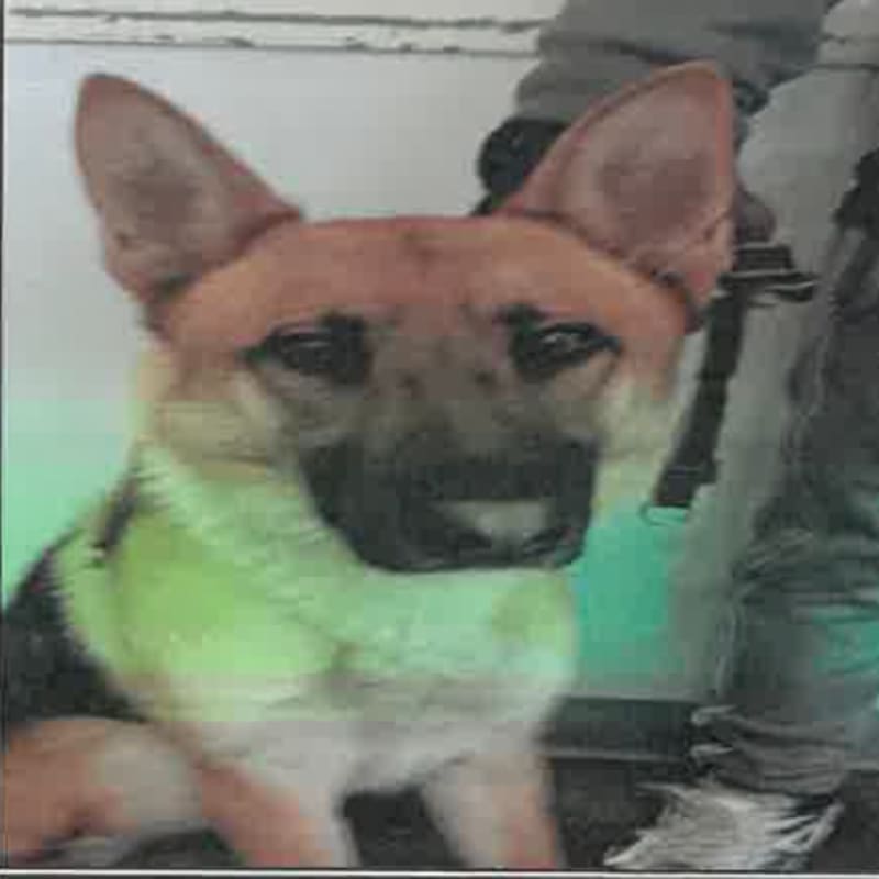 Ace is a Shepherd, German.