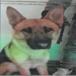 Ace is a Shepherd, German.