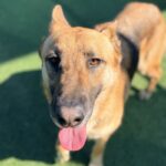 Ace is a Shepherd, German.