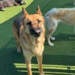 Ace is a Shepherd, German.