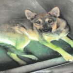 Alex is a Shepherd, German.