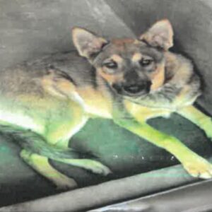 Alex is a Shepherd, German.