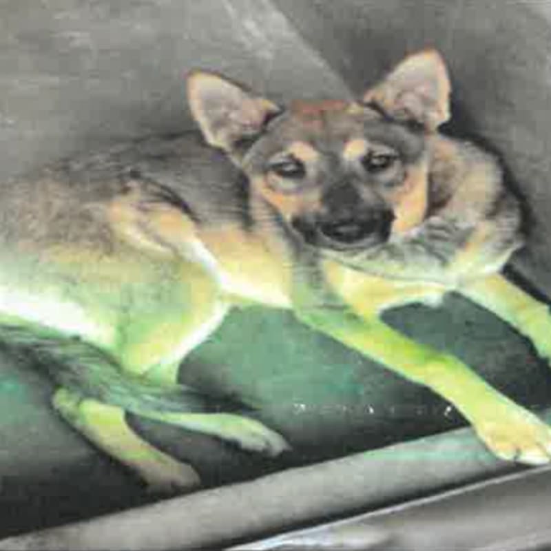 Alex is a Shepherd, German.