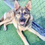 Alex is a Shepherd, German.