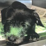 Jasper 2257117 is a Terrier, Cairn.