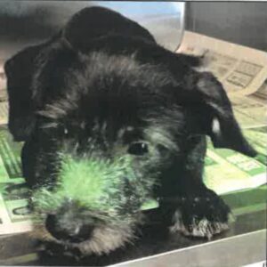 Jasper 2257117 is a Terrier, Cairn.