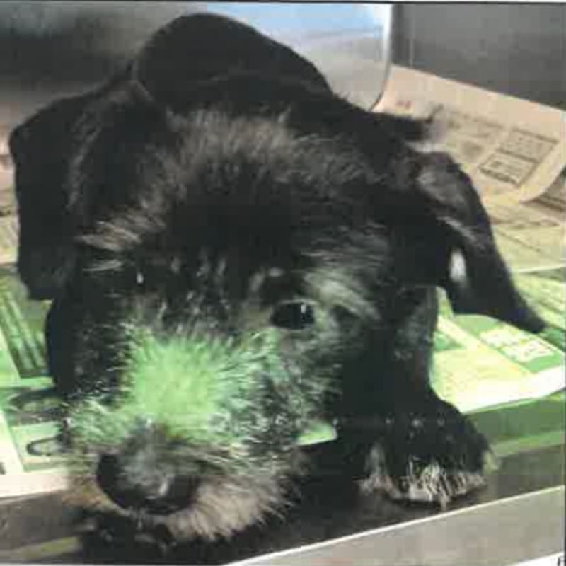 Jasper 2257117 is a Terrier, Cairn.