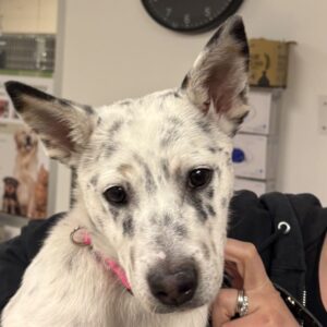 Franny is a Cattle Dog/Mixed Breed (Medium).