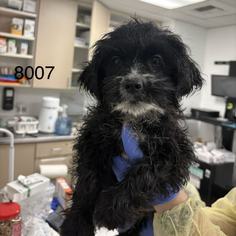 Skyler is a Terrier/Mix.