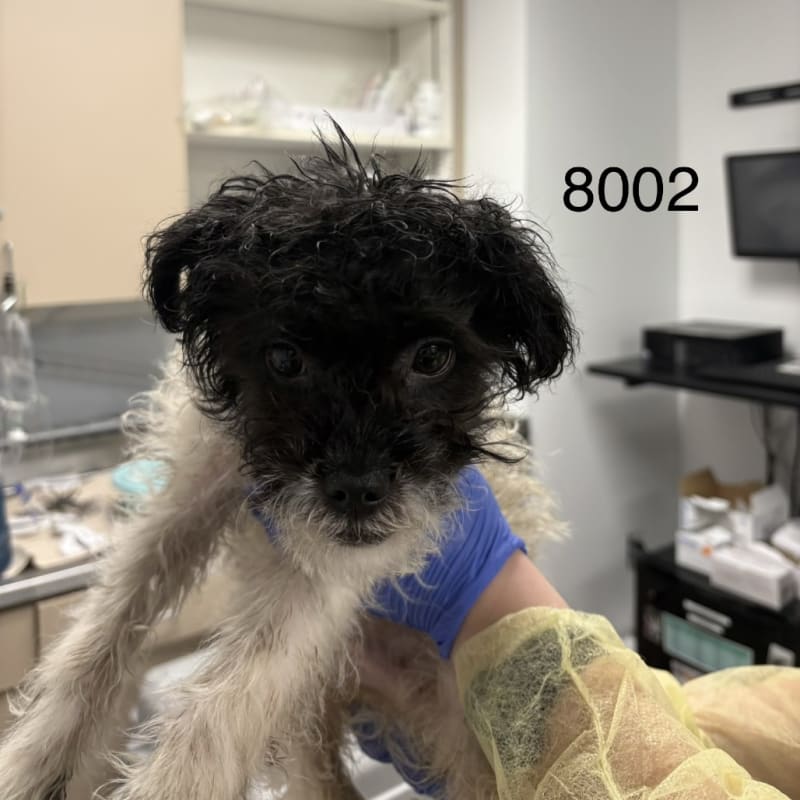 Jesse is a Terrier/Mix.