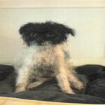 Jesse is a Terrier/Mix.