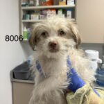 Saul is a Terrier/Mix.