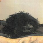 Saul is a Terrier/Mix.