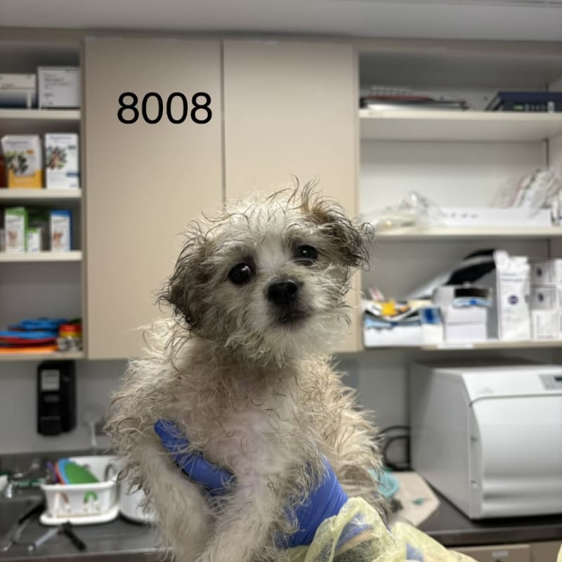 Hank is a Terrier/Mix.