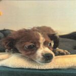 Hank is a Terrier/Mix.