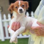 Lydia is a Terrier/Mix.