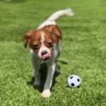 Lydia is a Terrier/Mix.