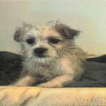 Lydia is a Terrier/Mix.