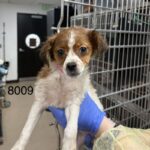 Lydia is a Terrier/Mix.