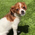 Lydia is a Terrier/Mix.