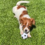 Lydia is a Terrier/Mix.