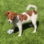 Lydia is a Terrier/Mix.