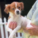 Lydia is a Terrier/Mix.