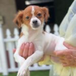 Lydia is a Terrier/Mix.