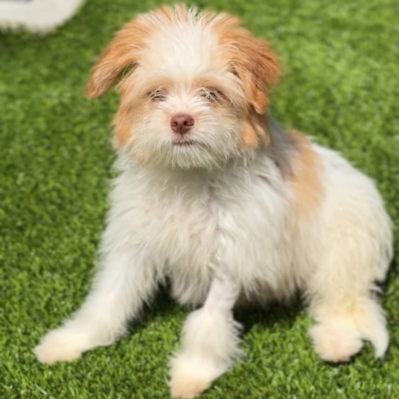 Todd is a Terrier/Mix.