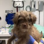 Mike is a Terrier/Mix.