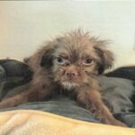 Mike is a Terrier/Mix.