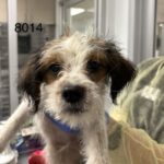 Hector is a Terrier/Mix.