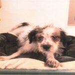 Hector is a Terrier/Mix.