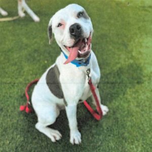 Fuller is a Terrier, Pit Bull.