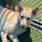 Valentino is a Husky, Alaskan.