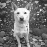 Valentino is a Husky, Alaskan.