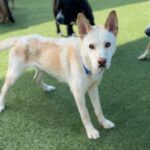 Valentino is a Husky, Alaskan.