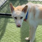 Valentino is a Husky, Alaskan.