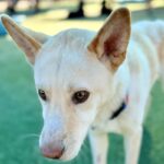 Valentino is a Husky, Alaskan.