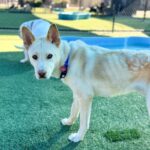 Valentino is a Husky, Alaskan.