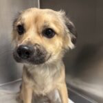 Maple is a Mixed Breed (Medium).