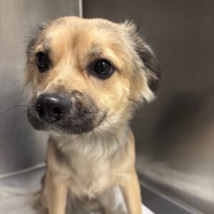 Maple is a Mixed Breed (Medium).