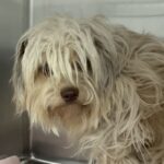 Mochi is a Terrier/Mixed Breed (Medium).