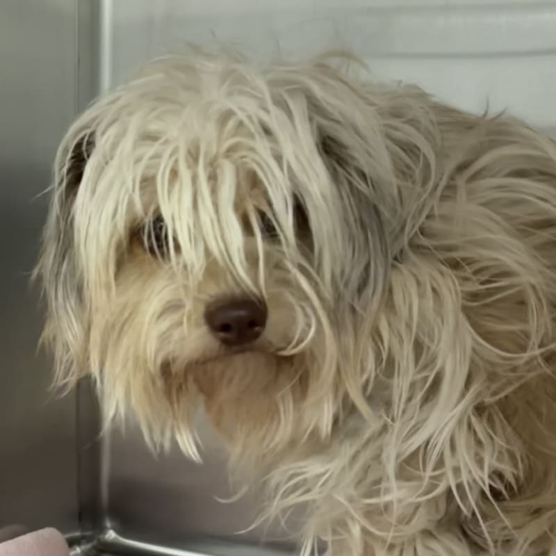 Mochi is a Terrier/Mixed Breed (Medium).