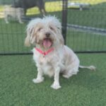 Pretzel is a Maltese/Mixed Breed (Small).