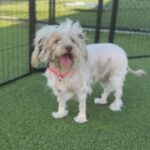 Pretzel is a Maltese/Mixed Breed (Small).