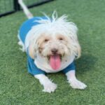 Pretzel is a Maltese/Mixed Breed (Small).